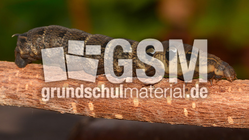 Mittlerer Weinschwärmer (3).jpg